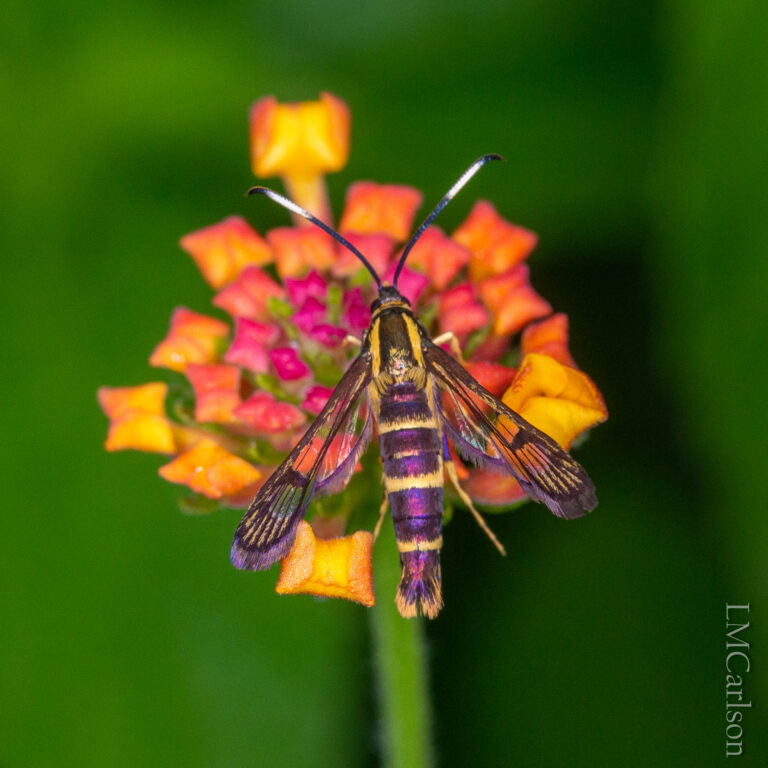 Ironweed Clearwing
