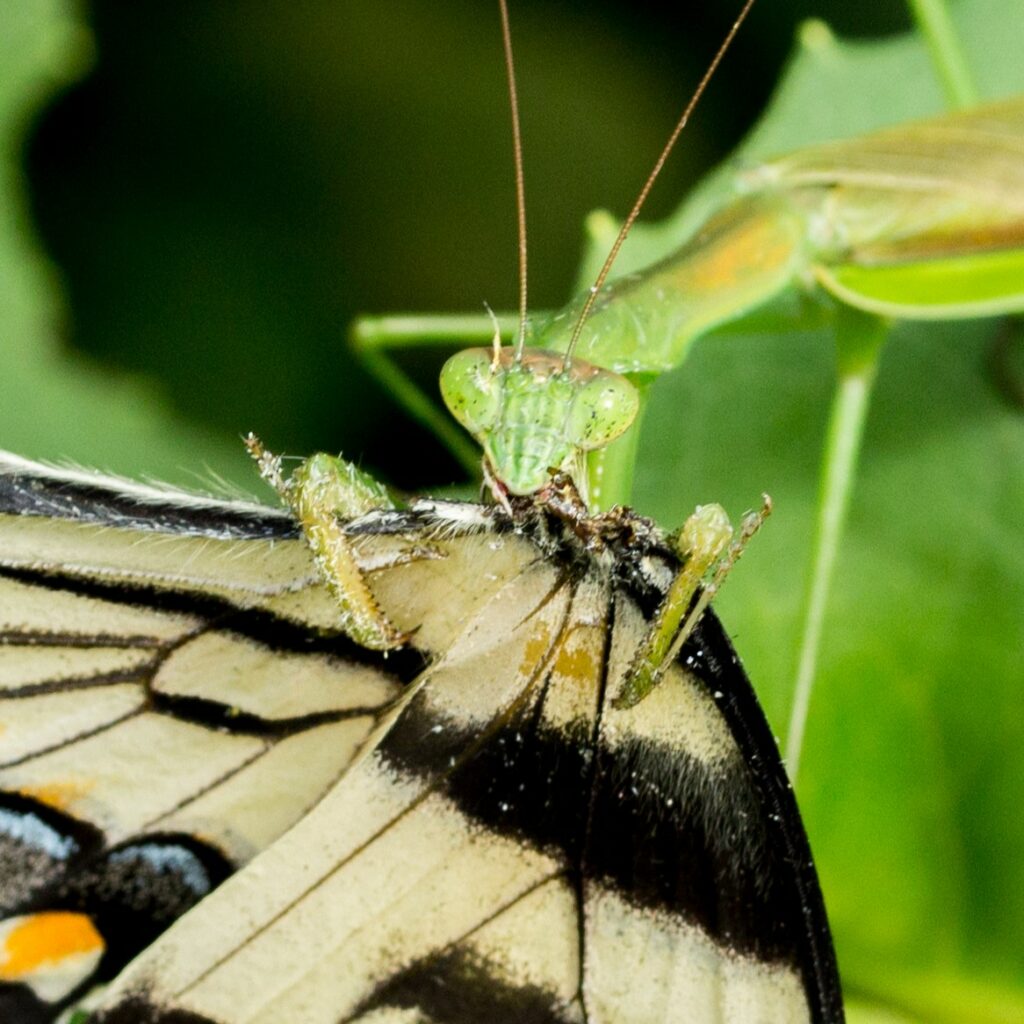 Mantis chicken