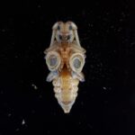 Asian longhorned beetle pupa
