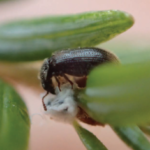Laricobius beetle on a hemlock woolly adelgid ovisac