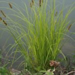 A Fox Sedge