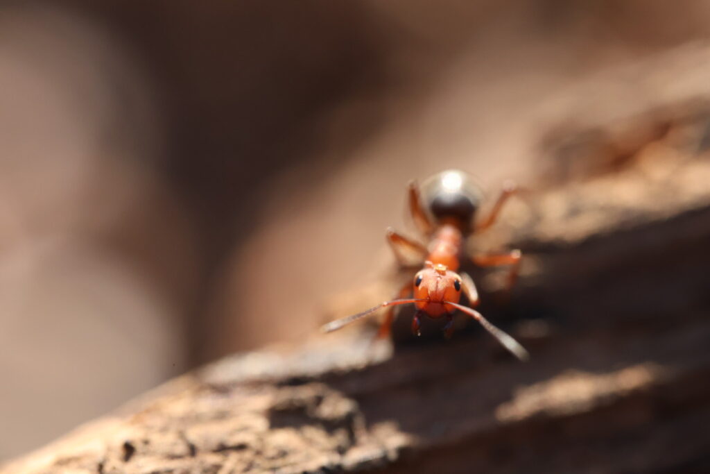 Close-up of a red ant with a black abdomen. Head of the ant is in focus, with a slight blur to most of the rest of the photo. There is a small, nearly translucent mite on the ant's head.
